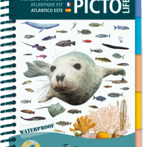 Marine Picto Ostlicher Atlantik